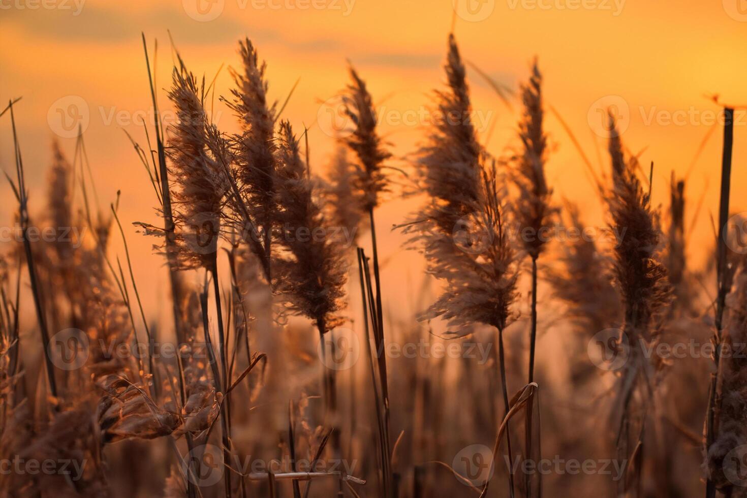 Reed Flowers Bask in the Radiant Glow of the Evening Sun, Creating a Spectacular Tapestry of Nature's Ephemeral Beauty in the Tranquil Twilight Sky photo