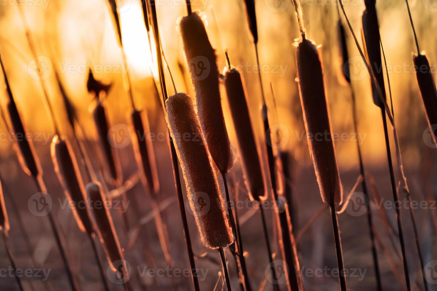 Sunset Bloom Reed Flowers Bask in the Radiant Glow of the Evening Sun, Creating a Spectacular Tapestry of Nature's Ephemeral Beauty in the Tranquil Twilight Sky photo