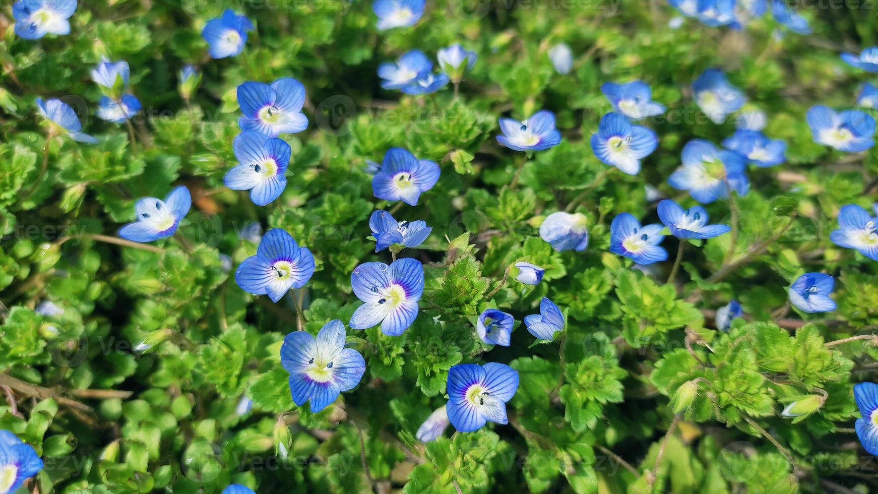 Blue flowers on meadow, spring, blossom photo