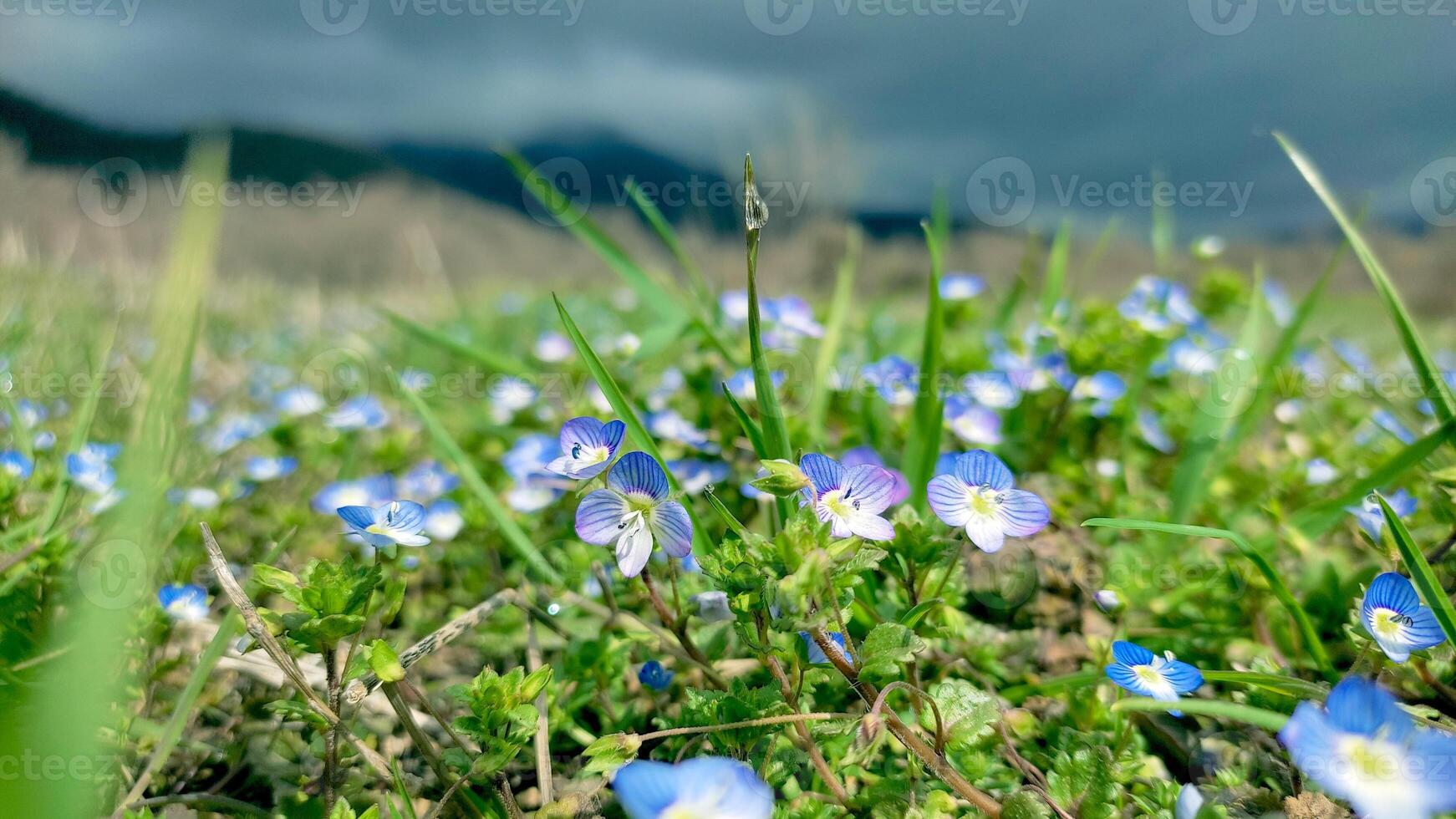 Blue flowers on meadow, spring, blossom photo