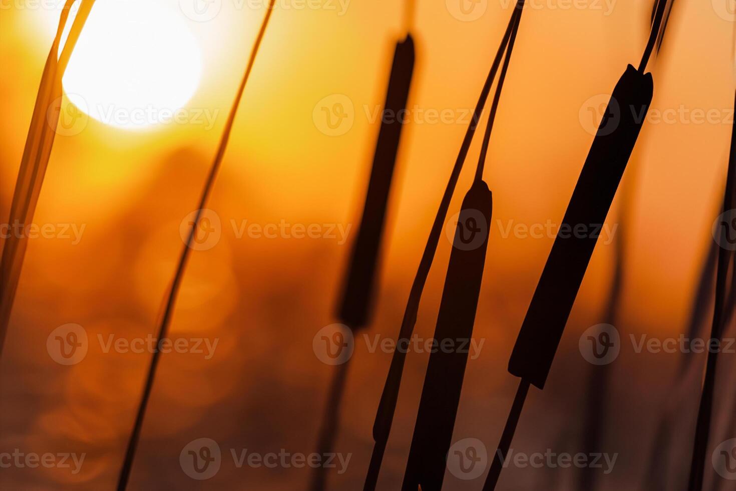 Sunset Bloom Reed Flowers Bask in the Radiant Glow of the Evening Sun, Creating a Spectacular Tapestry of Nature's Ephemeral Beauty in the Tranquil Twilight Sky photo