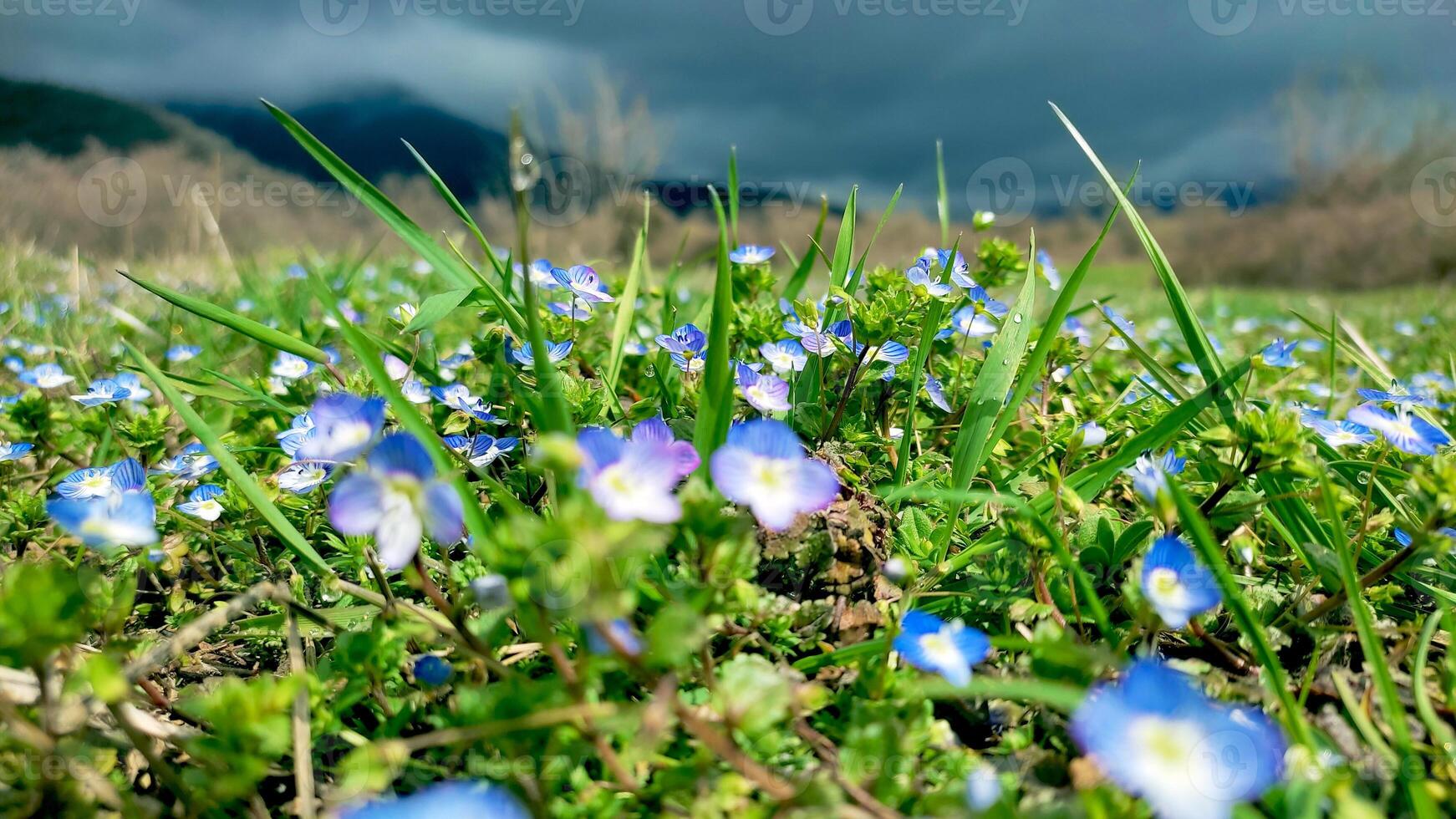 Blue flowers on meadow, spring, blossom photo