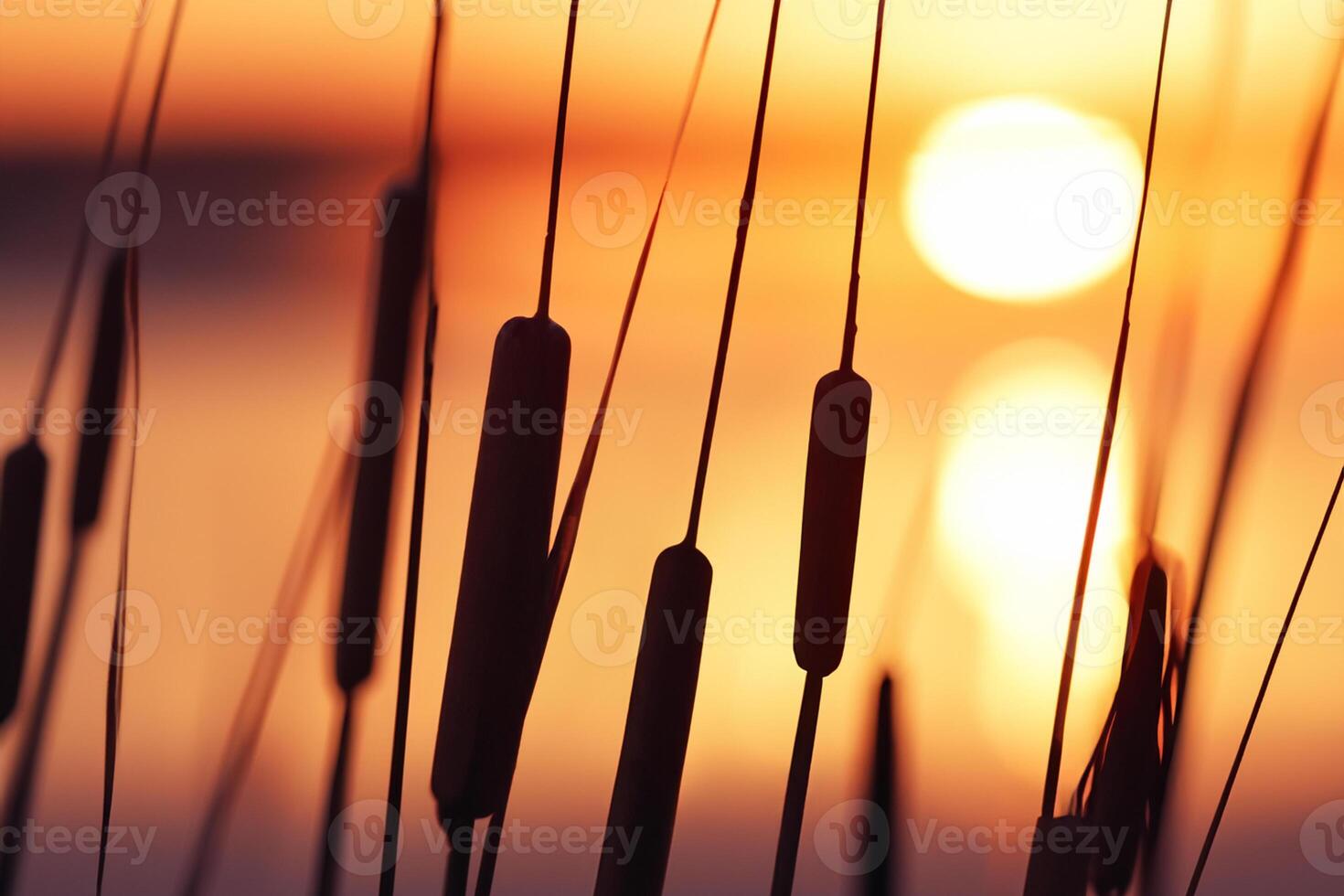 Sunset Bloom Reed Flowers Bask in the Radiant Glow of the Evening Sun, Creating a Spectacular Tapestry of Nature's Ephemeral Beauty in the Tranquil Twilight Sky photo