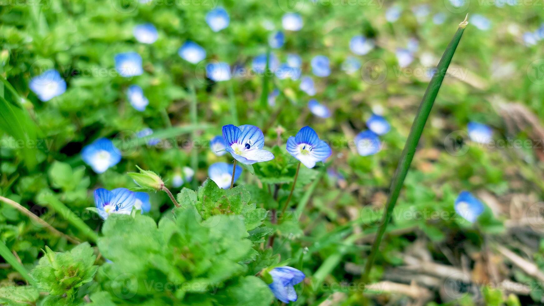 Blue flowers on meadow, spring, blossom photo