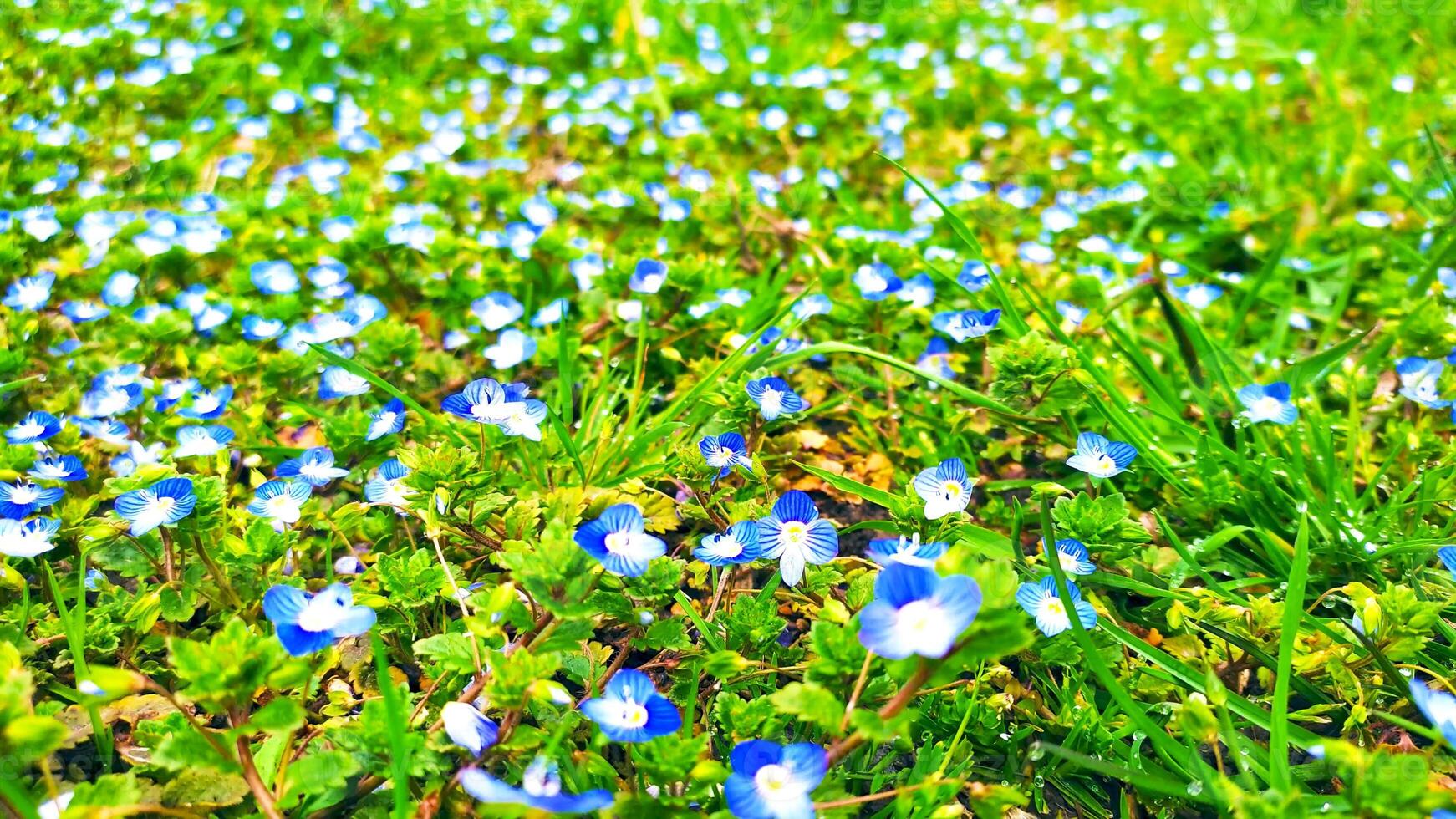 Blue flowers on meadow, spring, blossom photo