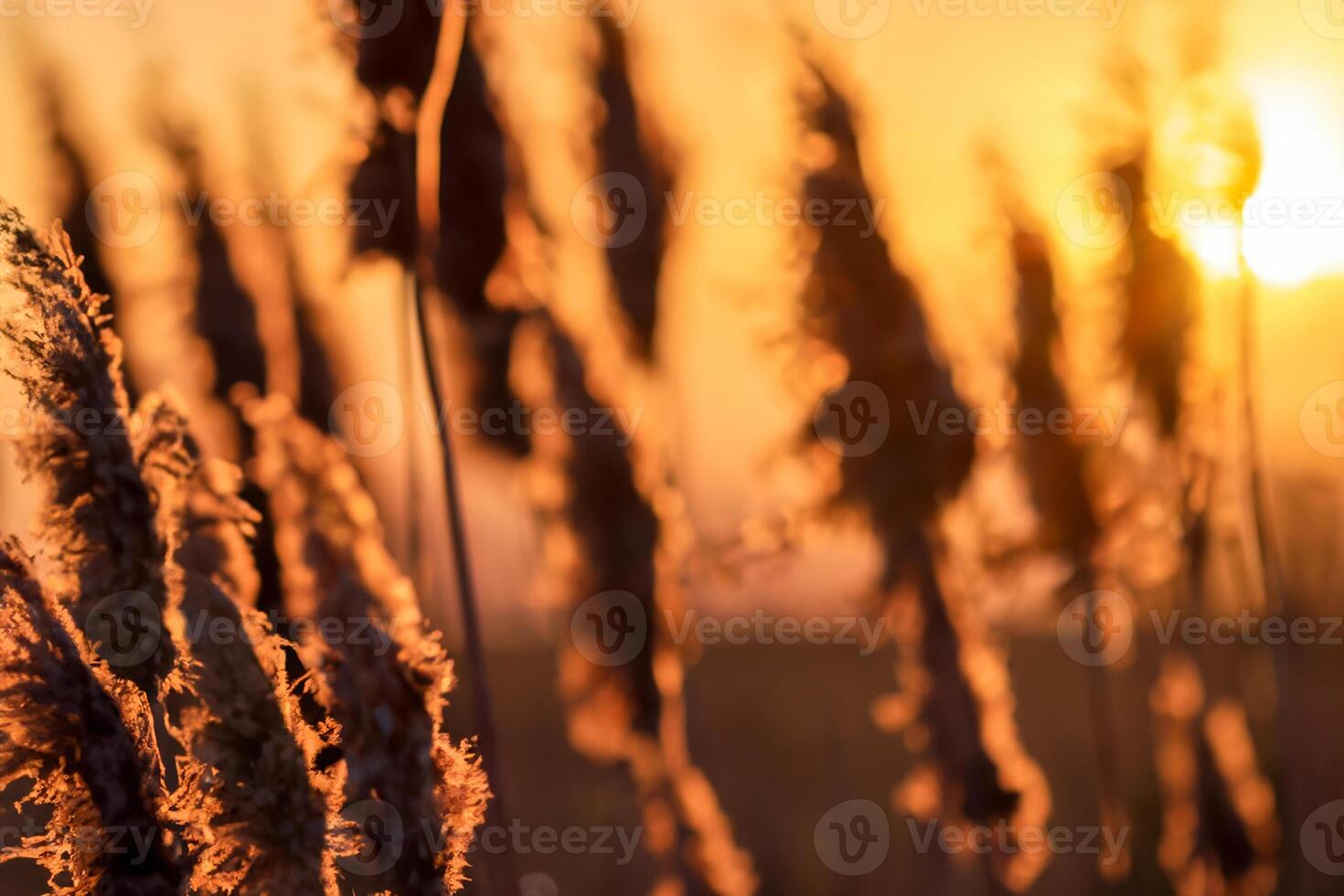 Sunset Bloom Reed Flowers Bask in the Radiant Glow of the Evening Sun, Creating a Spectacular Tapestry of Nature's Ephemeral Beauty in the Tranquil Twilight Sky photo