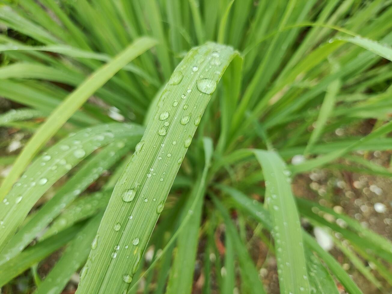 Lemongrass plant with dew drops on the leaves photo