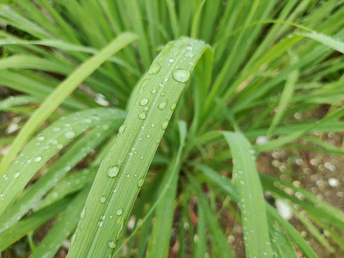 La hierba de limón planta con Rocío gotas en el hojas foto