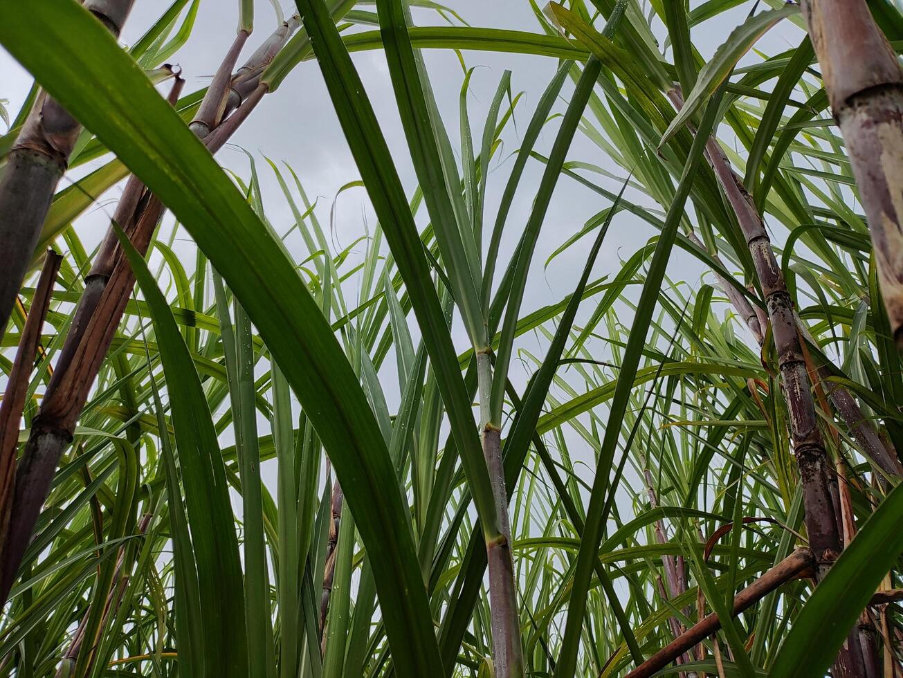 azúcar caña planta con Rocío gotas en el hojas foto