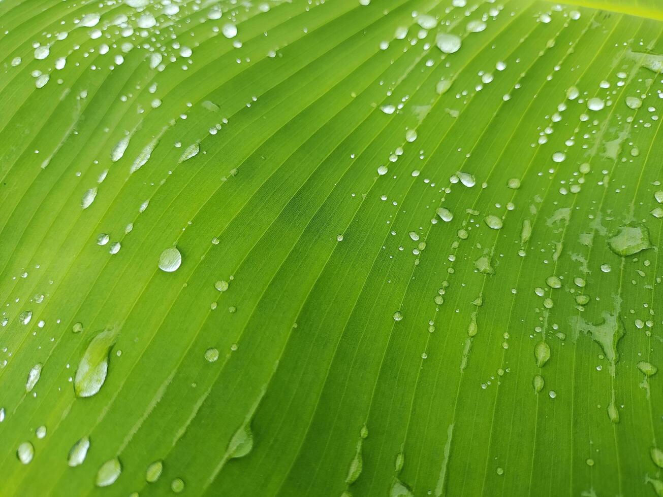 banana plant with dew drops on the leaves photo