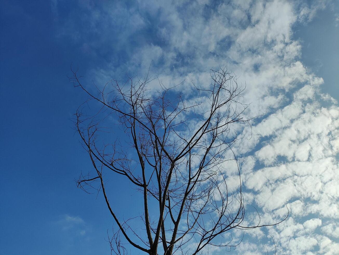 Low angle view of bare tree against sky photo