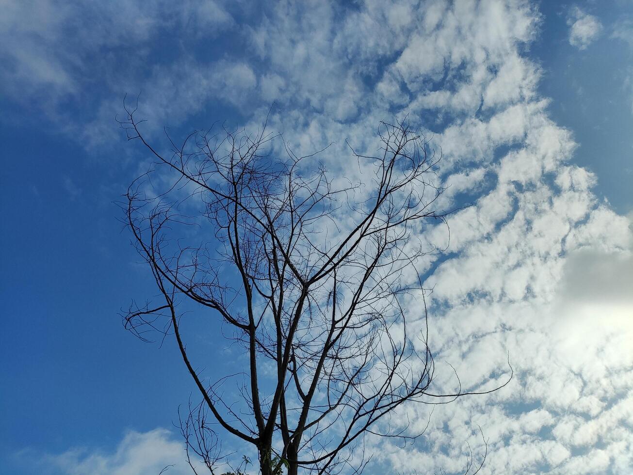 Low angle view of bare tree against sky photo