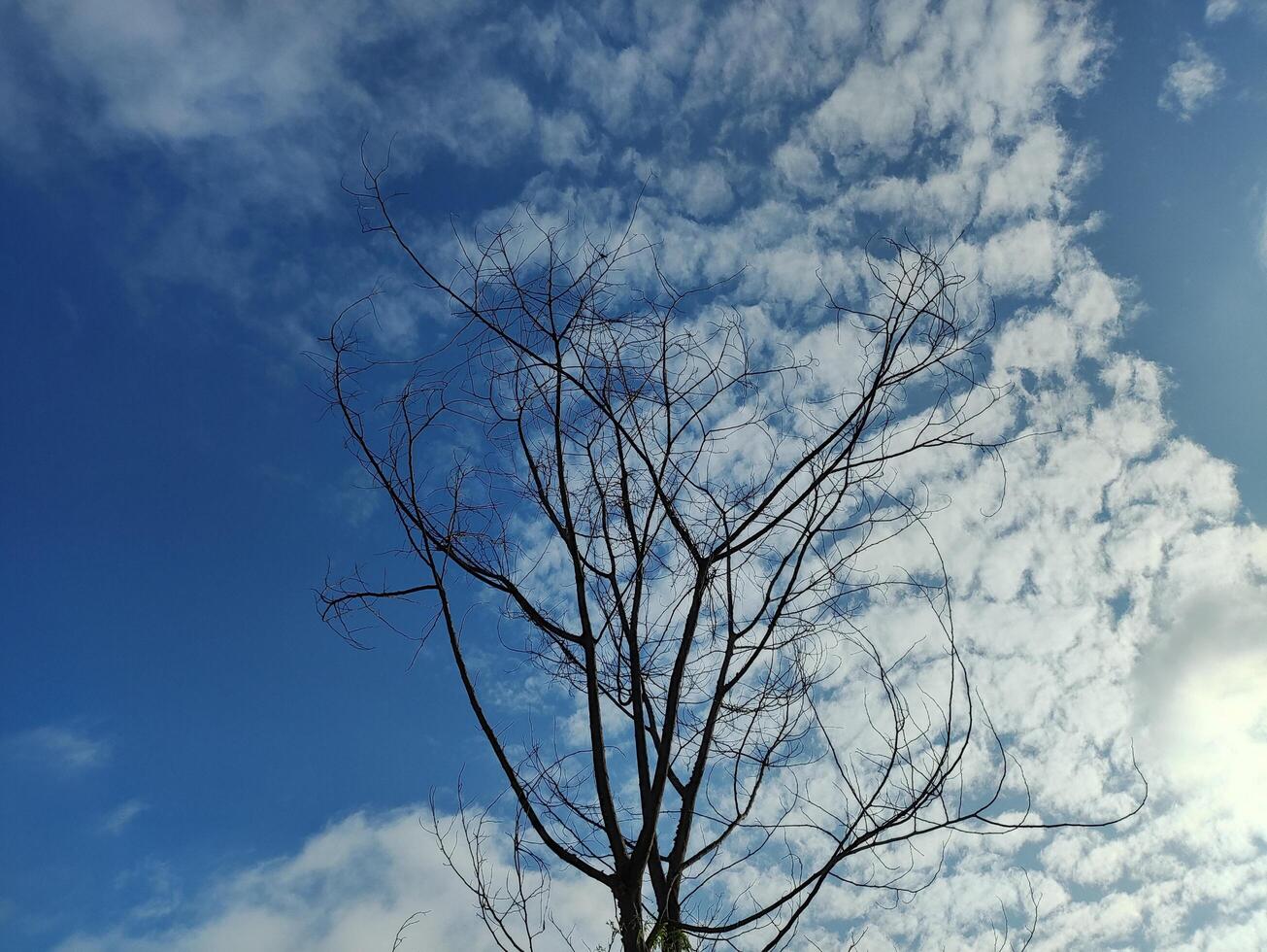 Low angle view of bare tree against sky photo