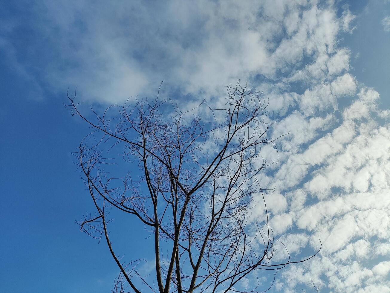 Low angle view of bare tree against sky photo