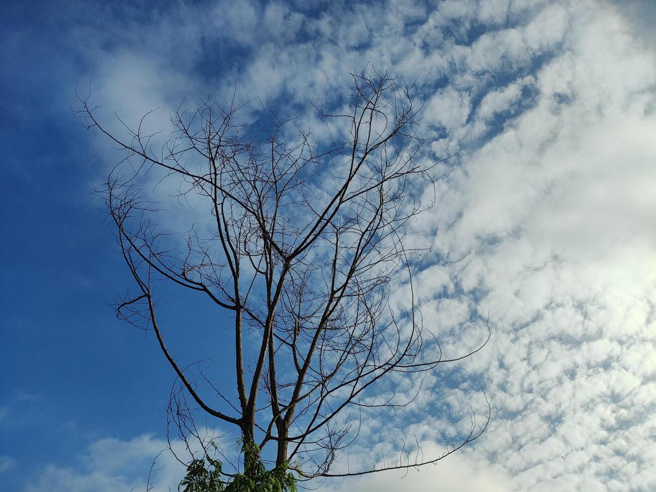 Low angle view of bare tree against sky photo