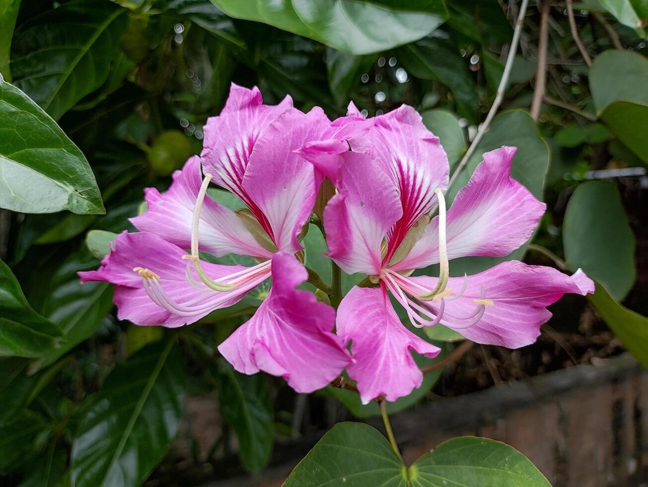 Close-up of purple flowering plant photo