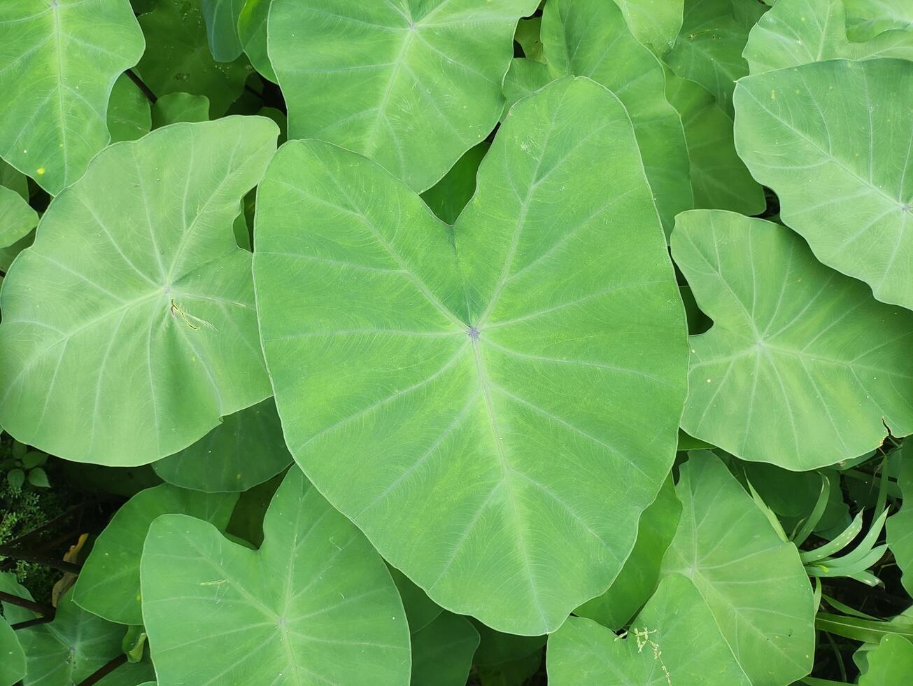 green and fresh taro leaves photo