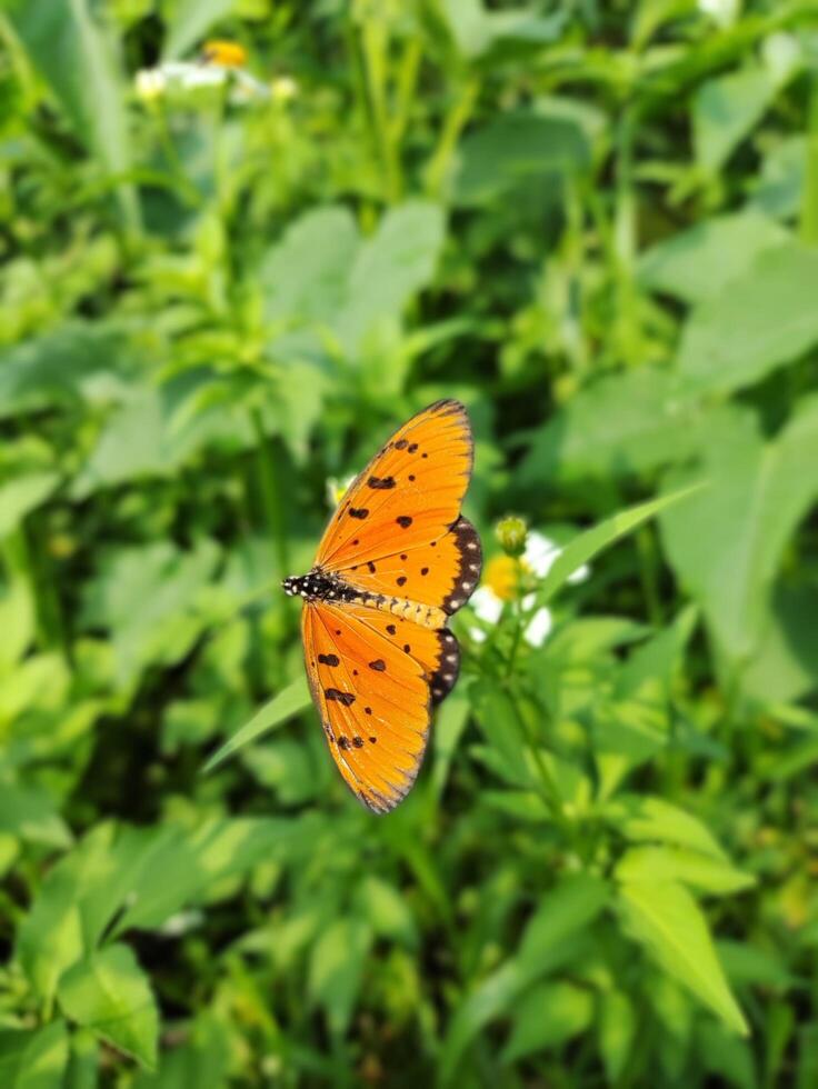 hermosa mariposa extensión alas en un flor foto