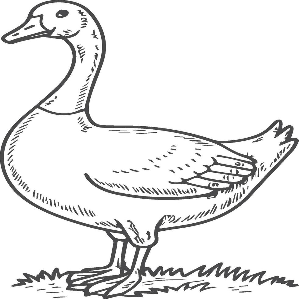 Goose coloring pages. Bird outline for coloring book vector