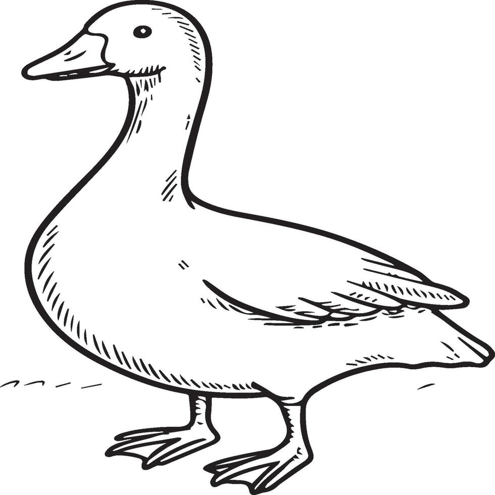 Goose coloring pages. Bird outline for coloring book vector