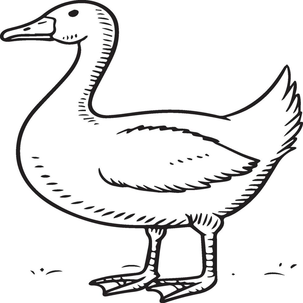 Goose coloring pages. Bird outline for coloring book vector