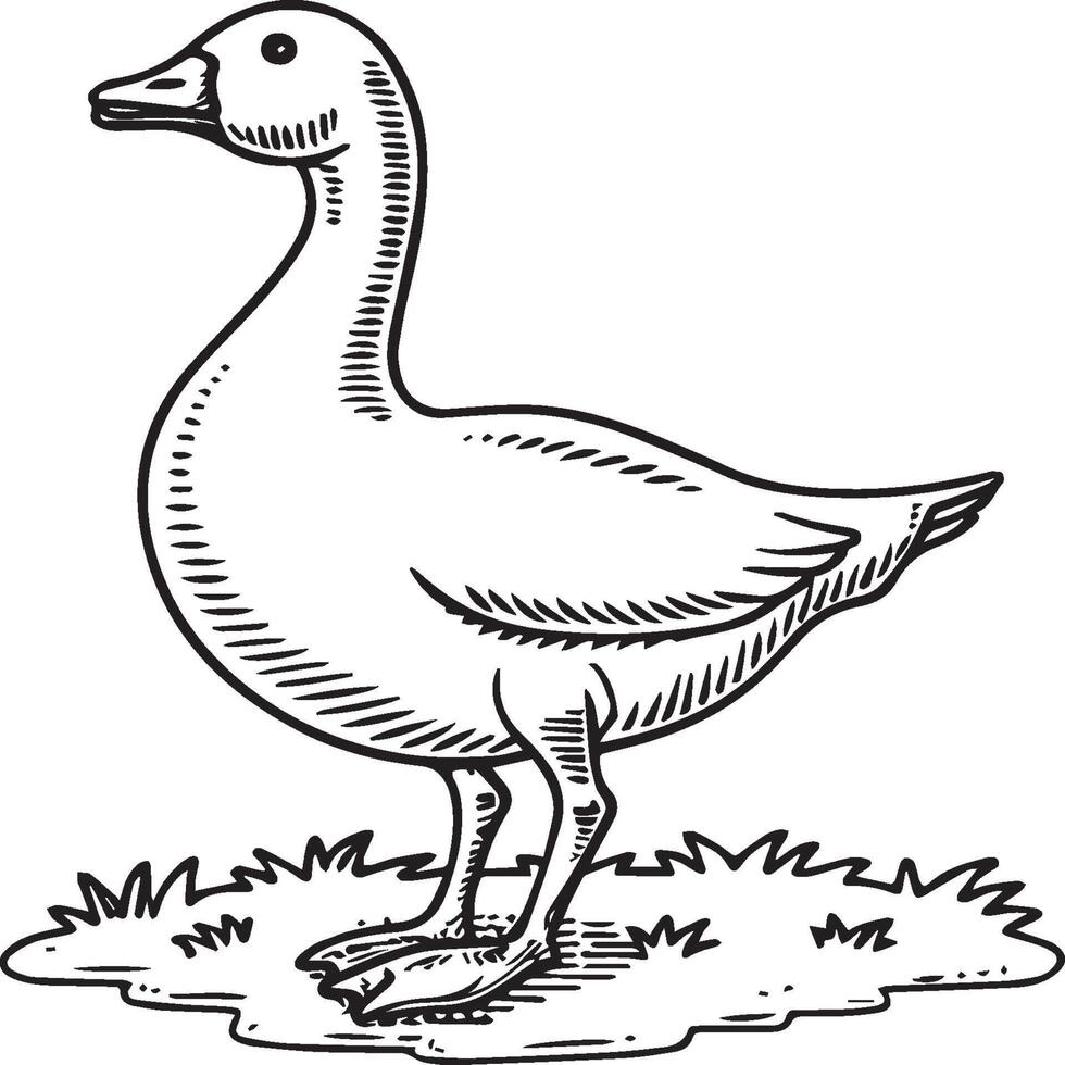 Goose coloring pages. Bird outline for coloring book vector