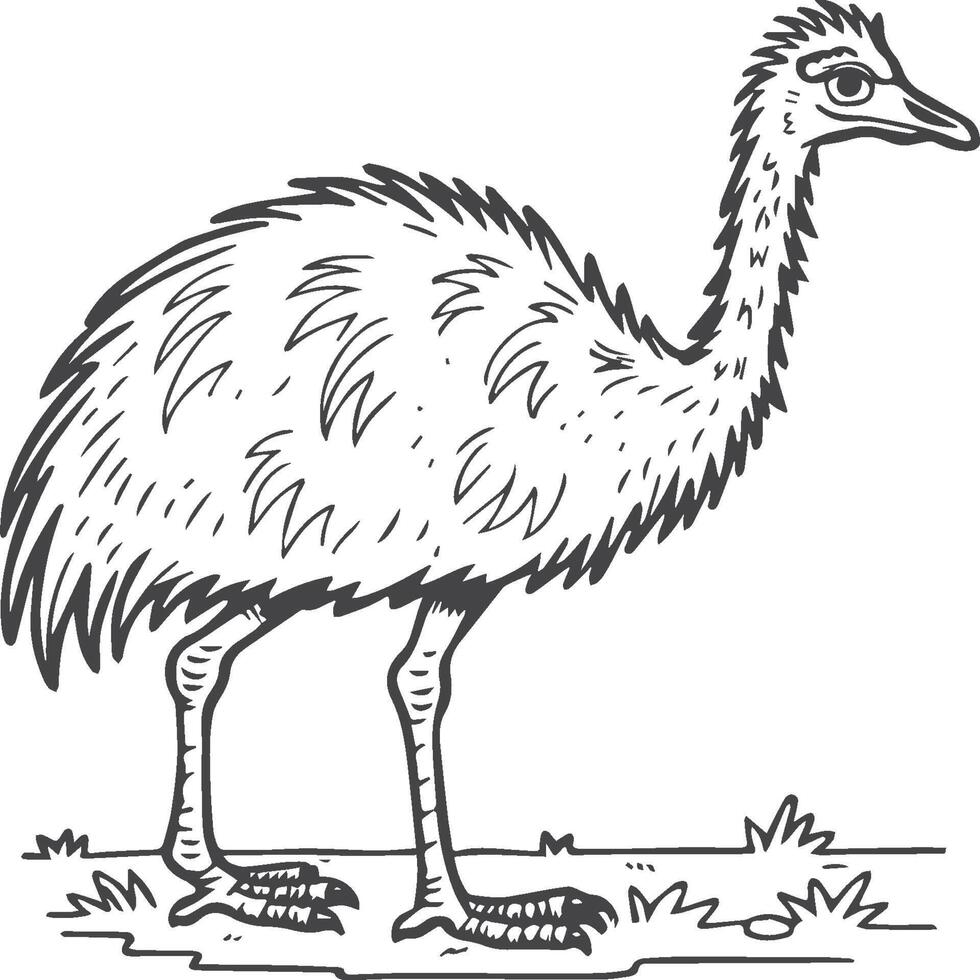 Emu bird coloring pages for coloring book vector