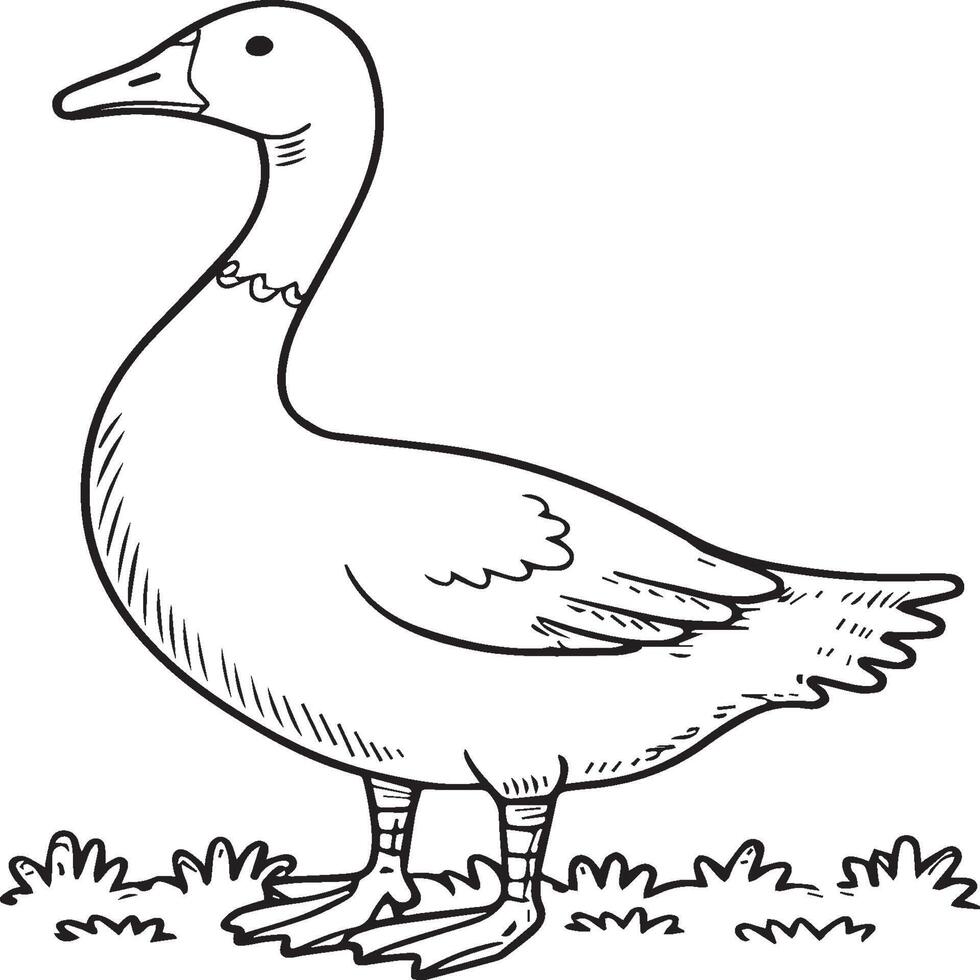Goose coloring pages. Bird outline for coloring book vector