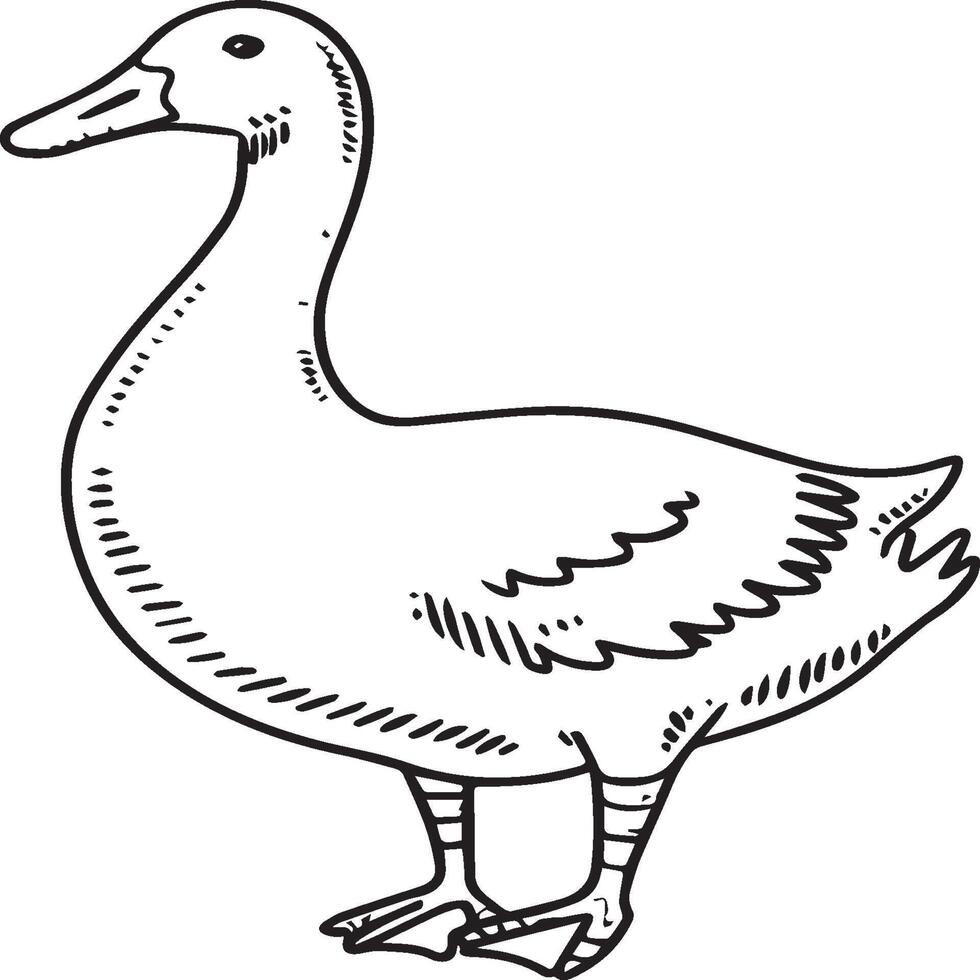 Goose coloring pages. Bird outline for coloring book vector