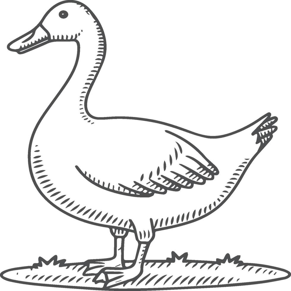 Goose coloring pages. Bird outline for coloring book vector