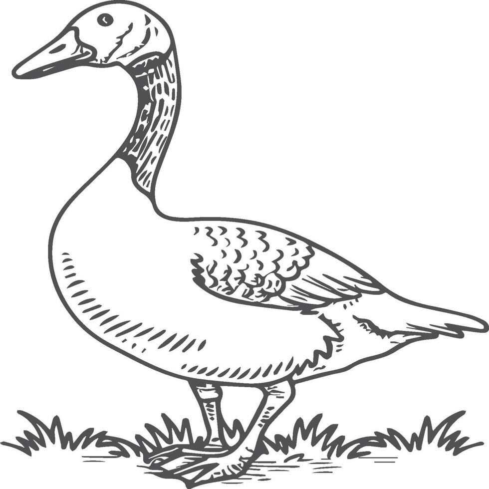 Goose coloring pages. Bird outline for coloring book vector