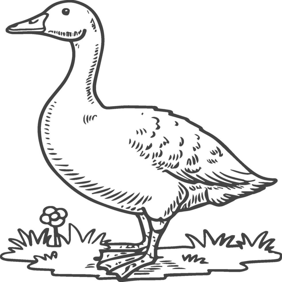 Goose coloring pages. Bird outline for coloring book vector