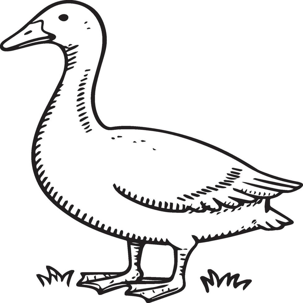 Goose coloring pages. Bird outline for coloring book vector