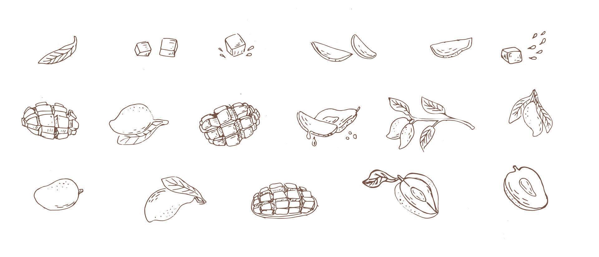 Mango fruit in sketch art illustration vector