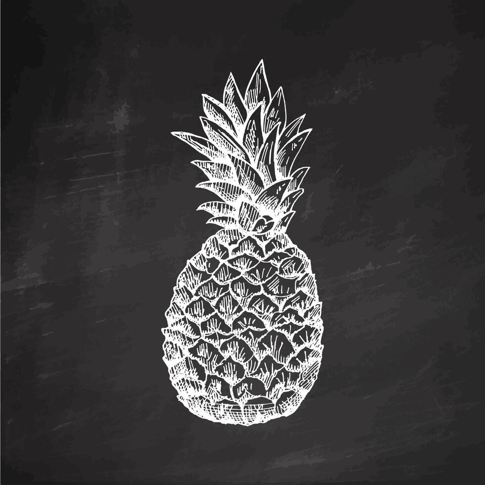 Hand-drawn pineapple sketch. Isolated ananas illustration. Whole tropical fruit, food sketch on chalkboard background. vector