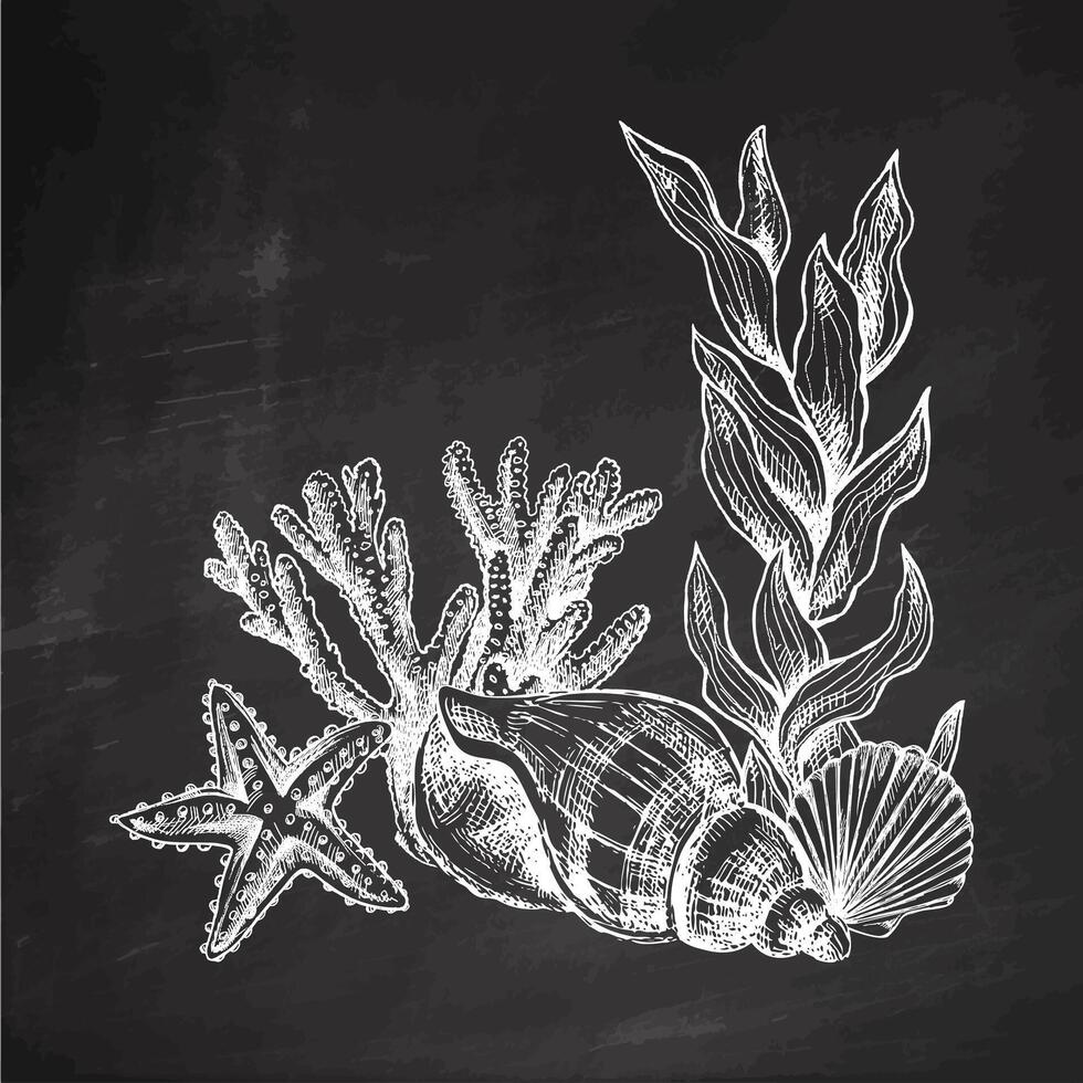 Hand-drawn sea composition from seashells, algae, starfish, shells, corals. Black and white sketch of underwater creatures. Engraved element on chalkboard background. vector