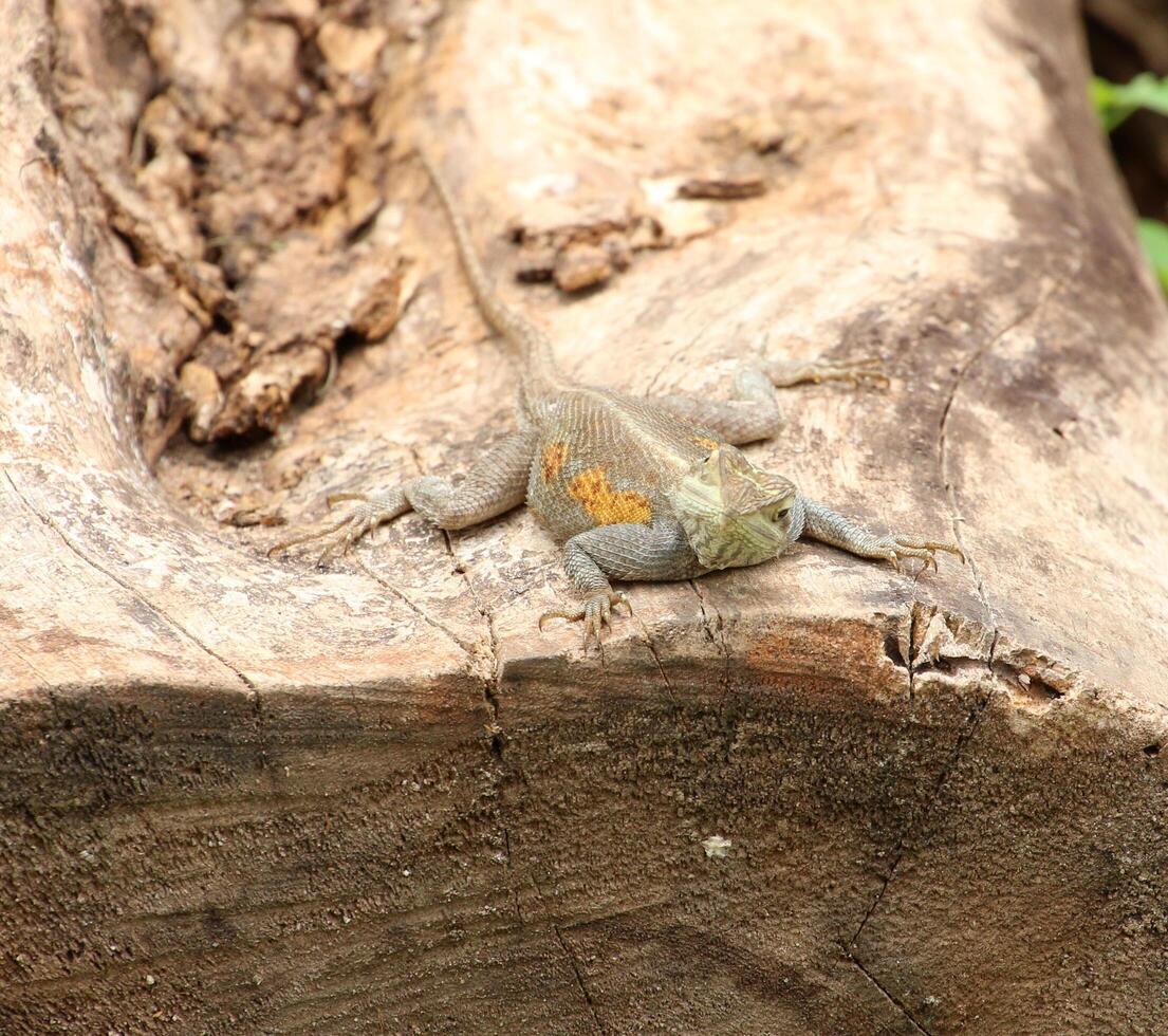 lagartija formar benín, África foto