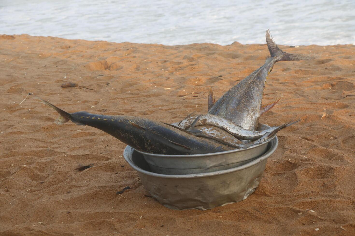 freshly caught fish photo