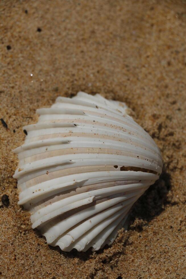 close up of a shell at the beach of grand popo photo