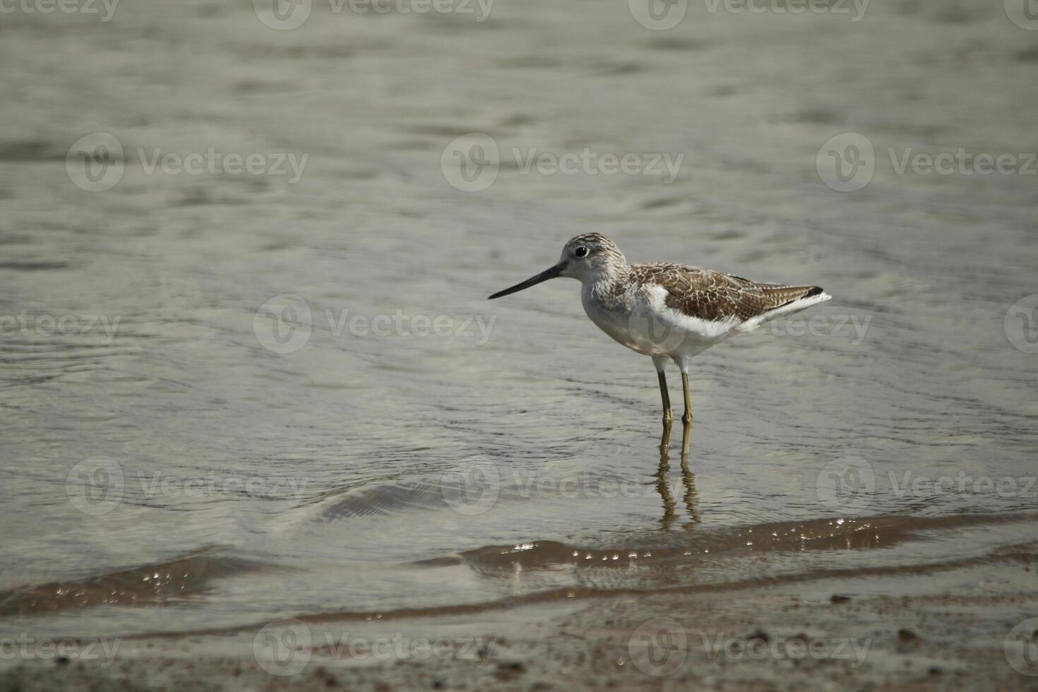 wader searching for food photo