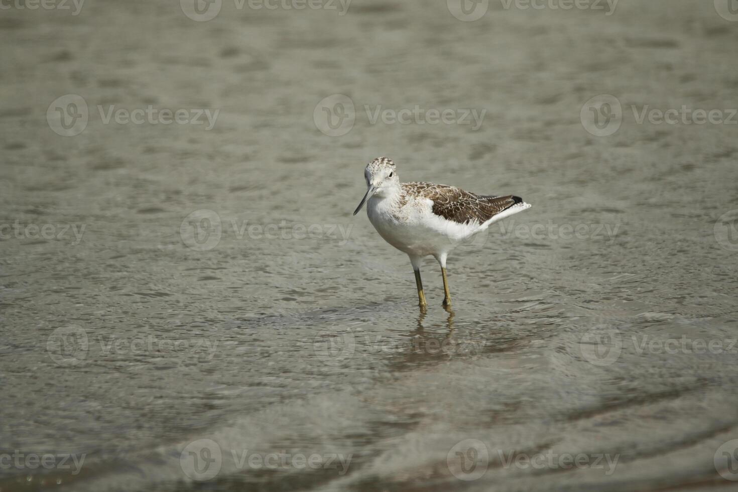 wader searching for food photo