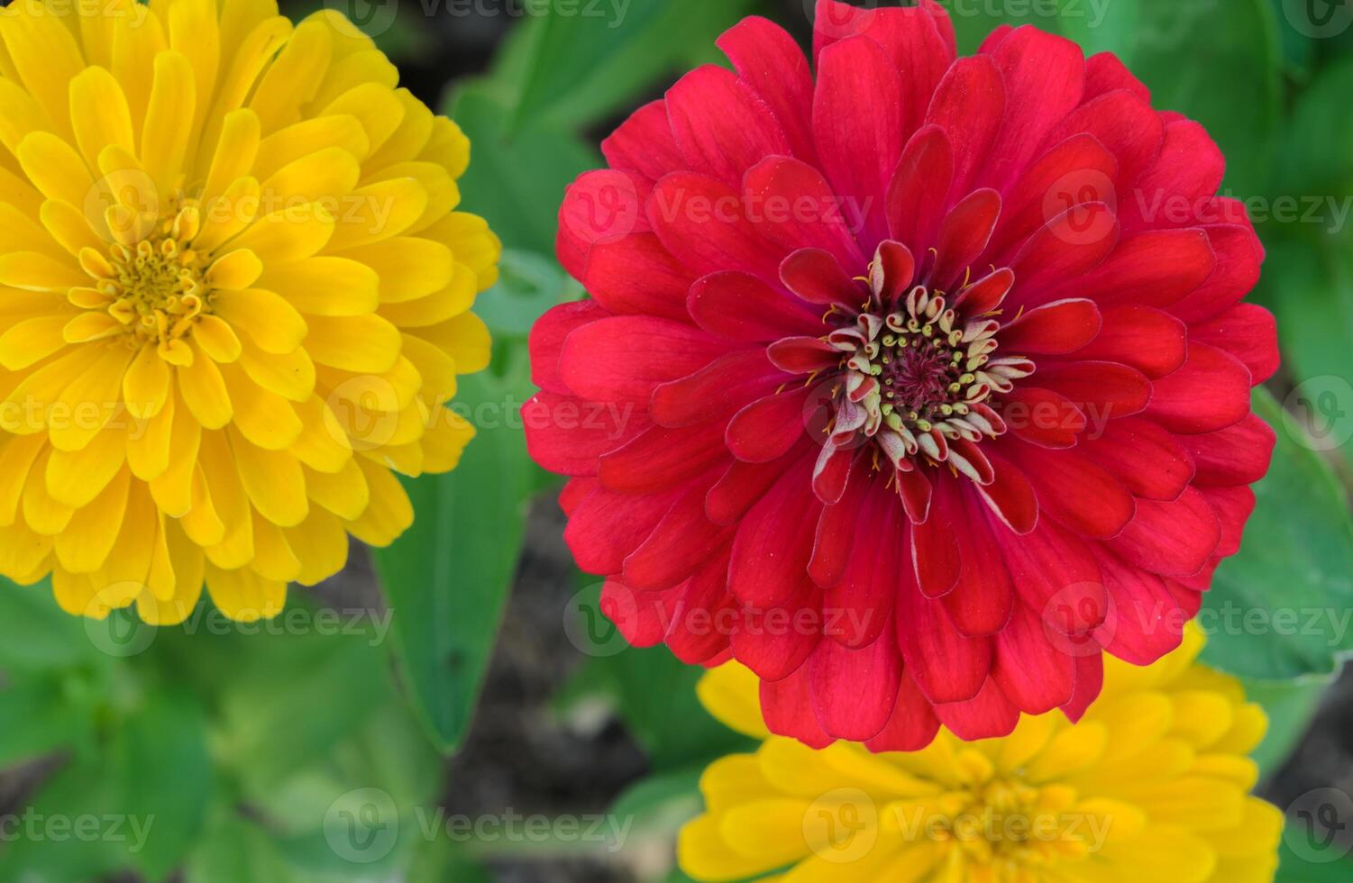 Red and Yellow Zinnia elegans flower photo