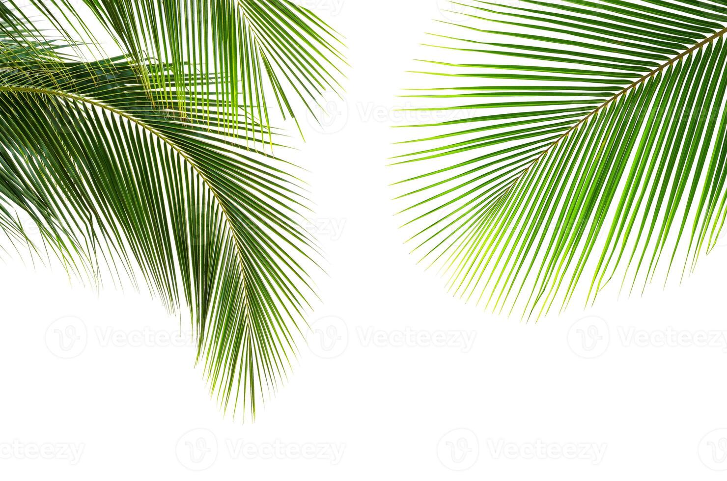 Coconut palm leaves isolated on white background photo