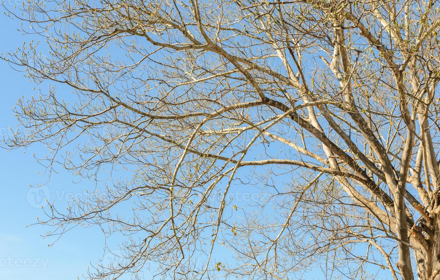 árbol ramas sin hojas en azul cielo foto