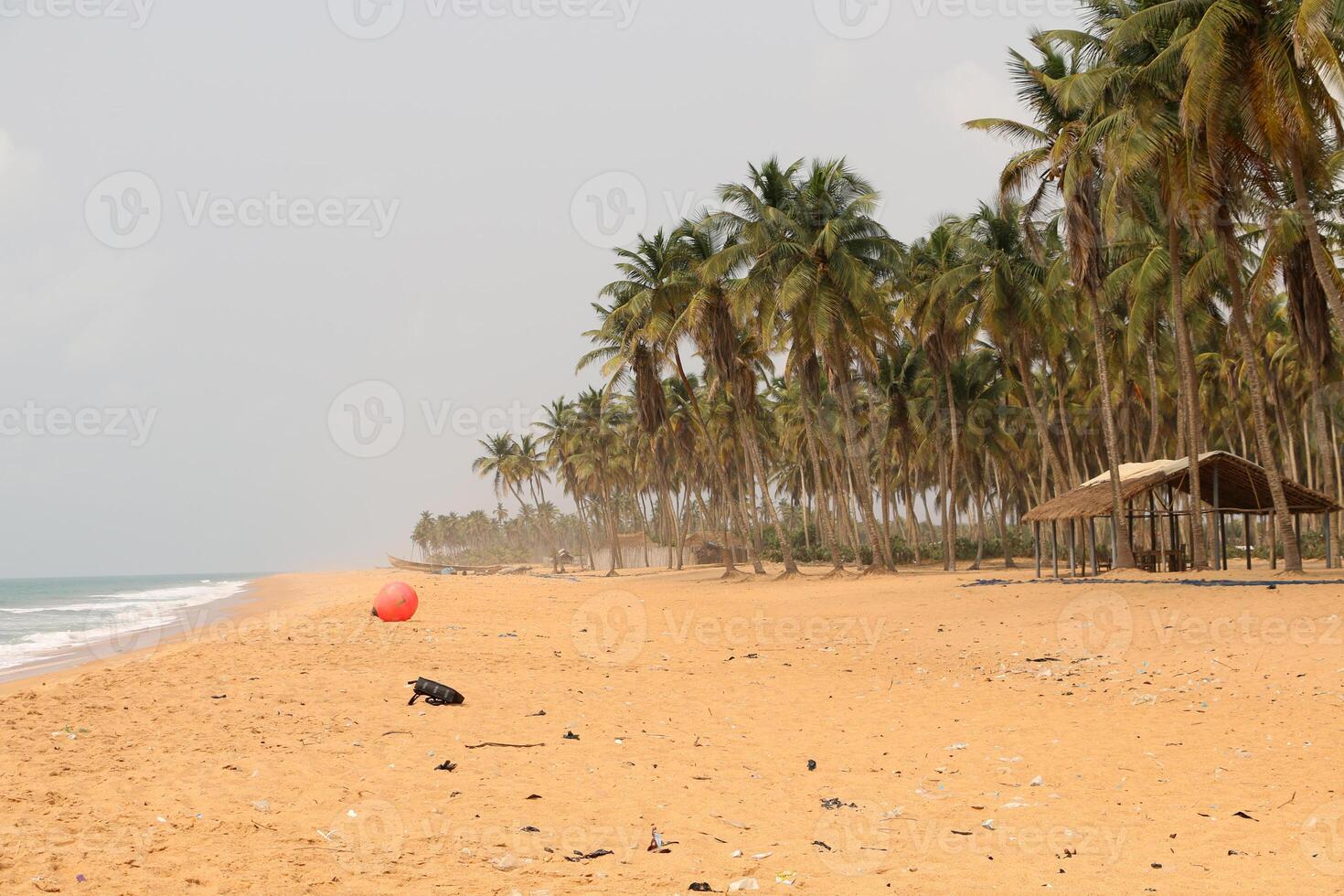 palm trees at the beach in Benin photo