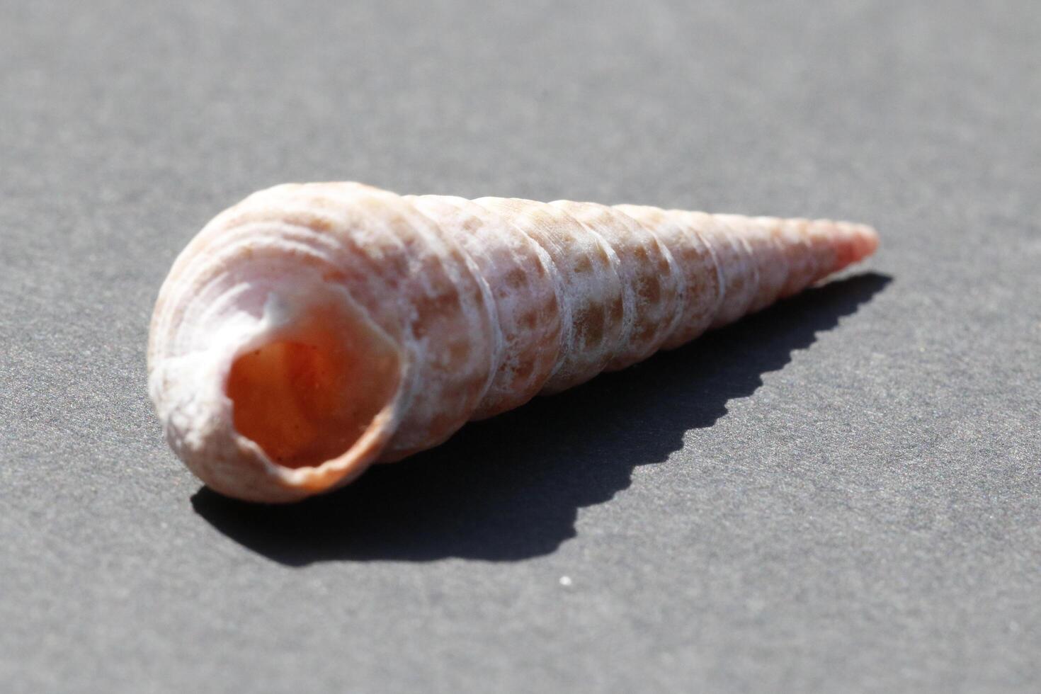 beautiful tropical seashell photo