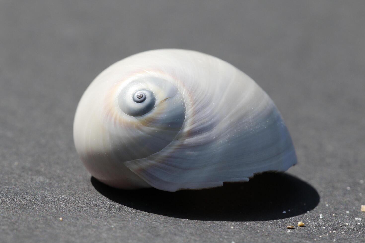 beautiful tropical seashell photo