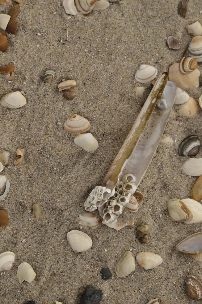Shells in the sand at the shore in the Netherlands photo