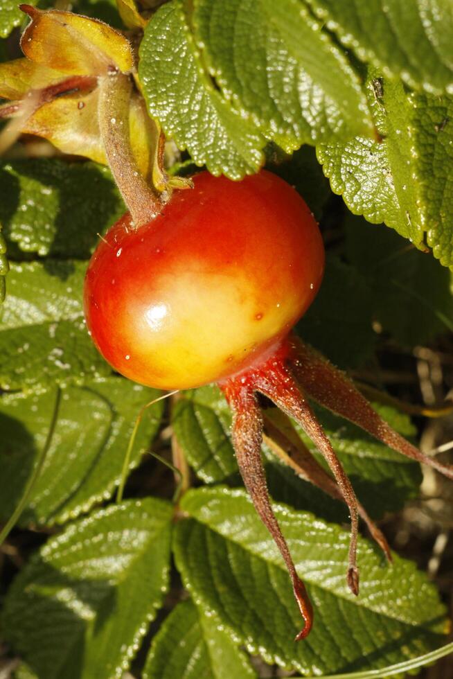 naranja rojo rosa mosqueta en frente de un verde hojas antecedentes foto