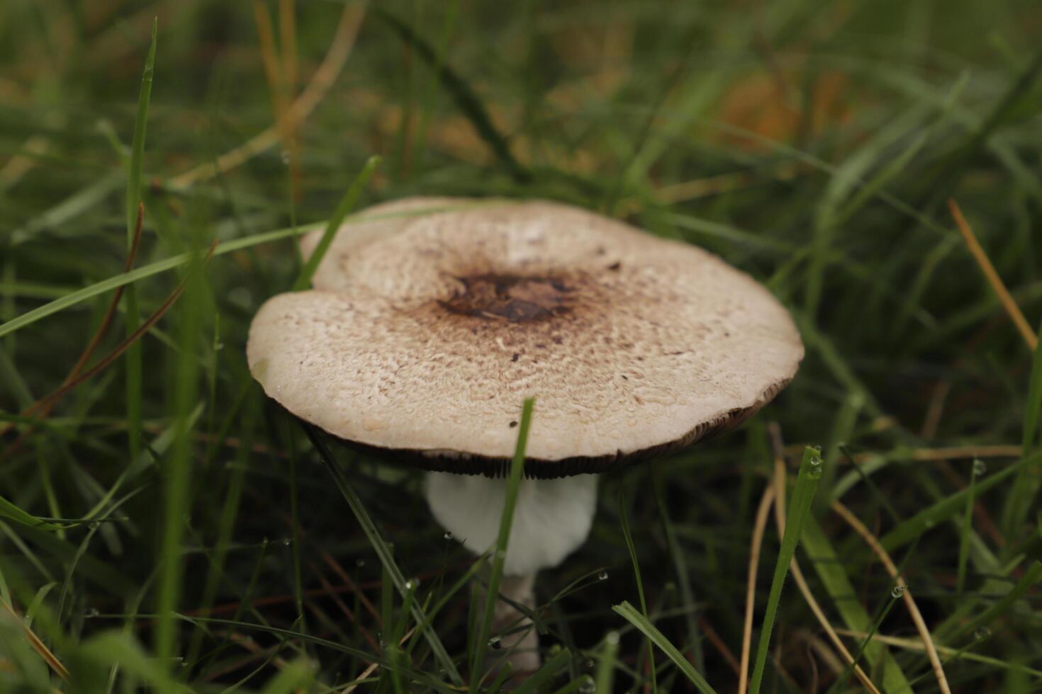 big parasol mushroom photo